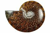 Polished Cretaceous Ammonite (Cleoniceras) Fossil - Madagascar #305945-1